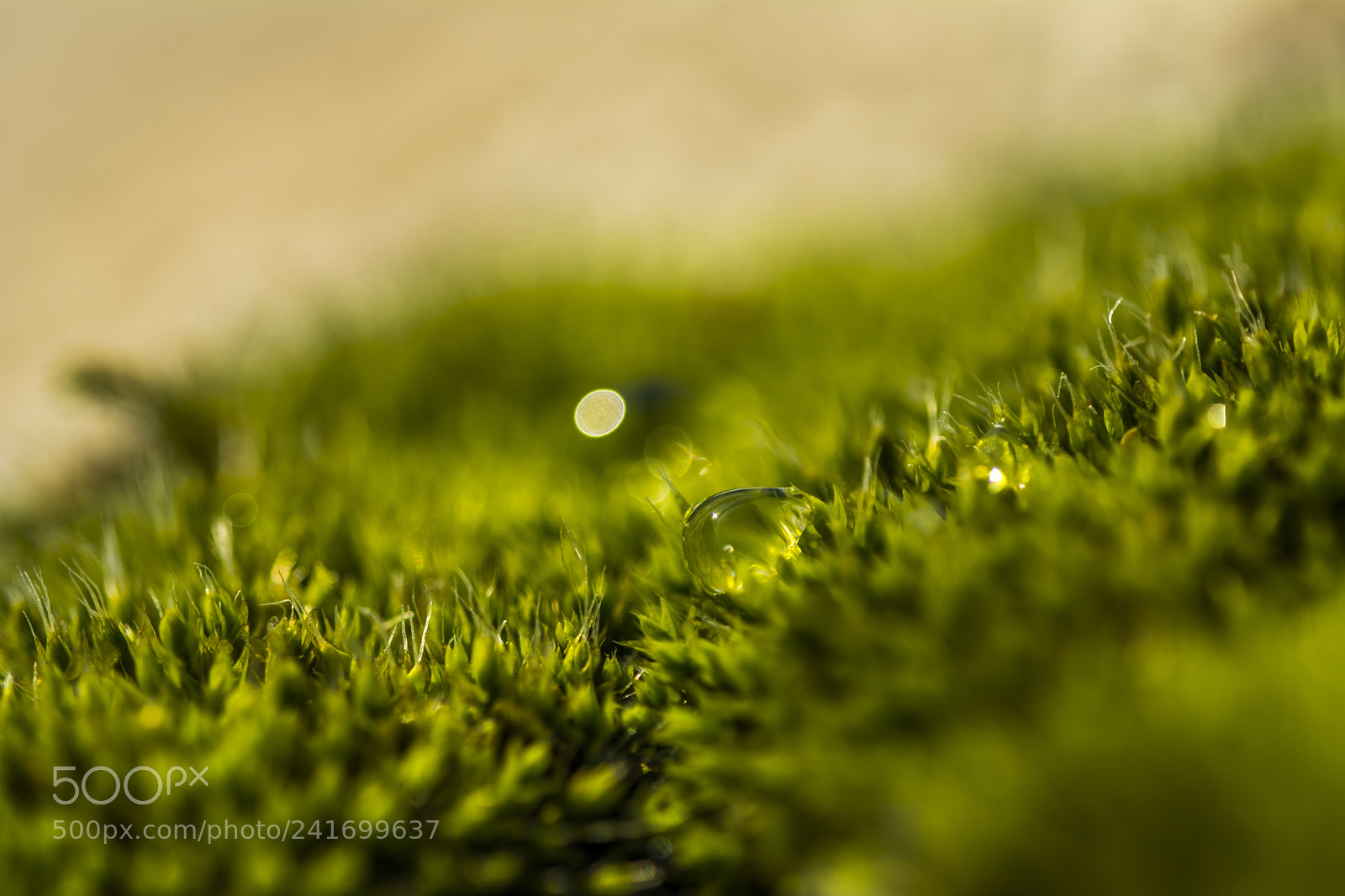 Nikon D7100 sample photo. Moss and drops photography