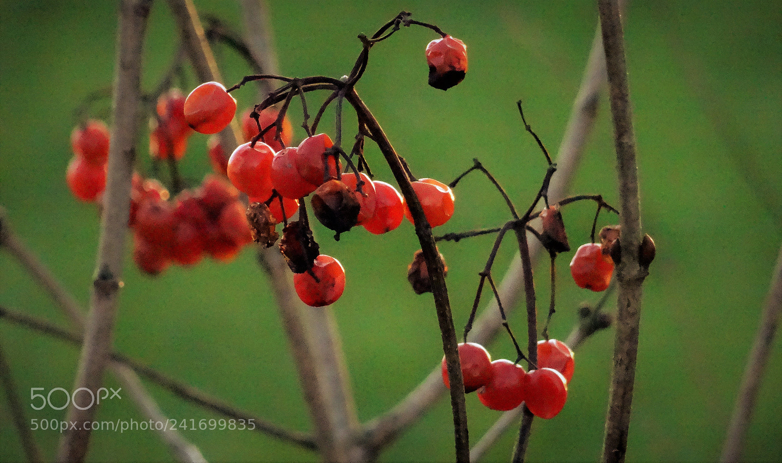 Sony DSC-HX50 sample photo. Beeren photography