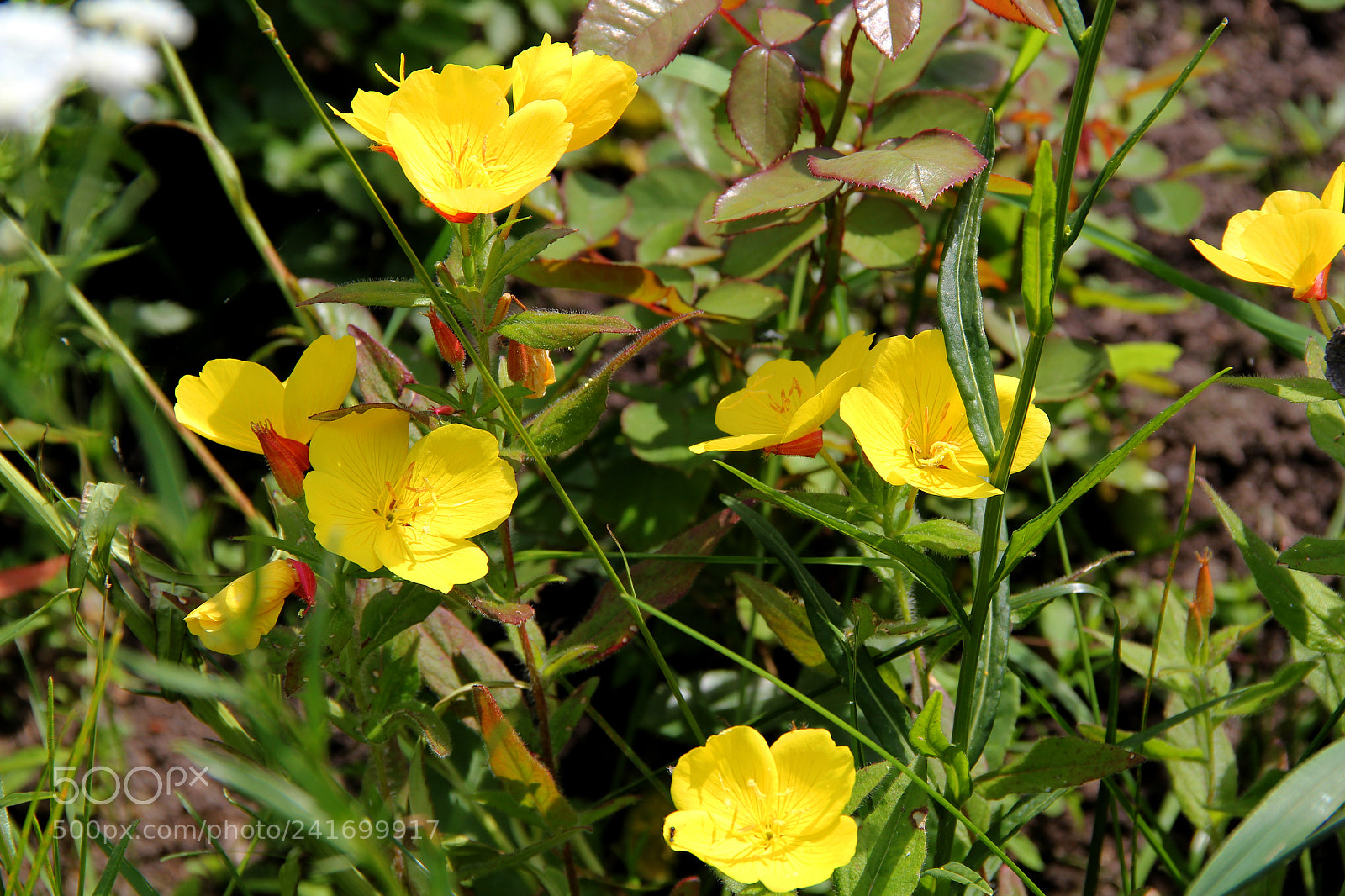 Canon EOS 550D (EOS Rebel T2i / EOS Kiss X4) sample photo. полдень photography