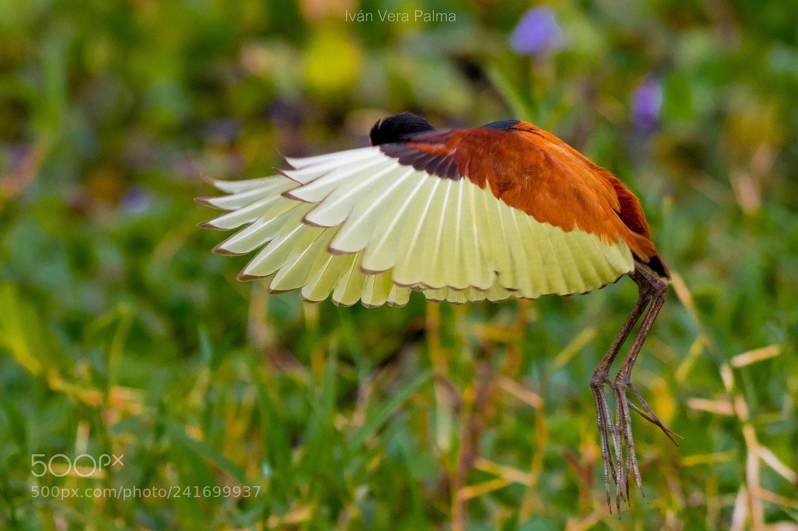 Nikon D500 sample photo. Jacana photography