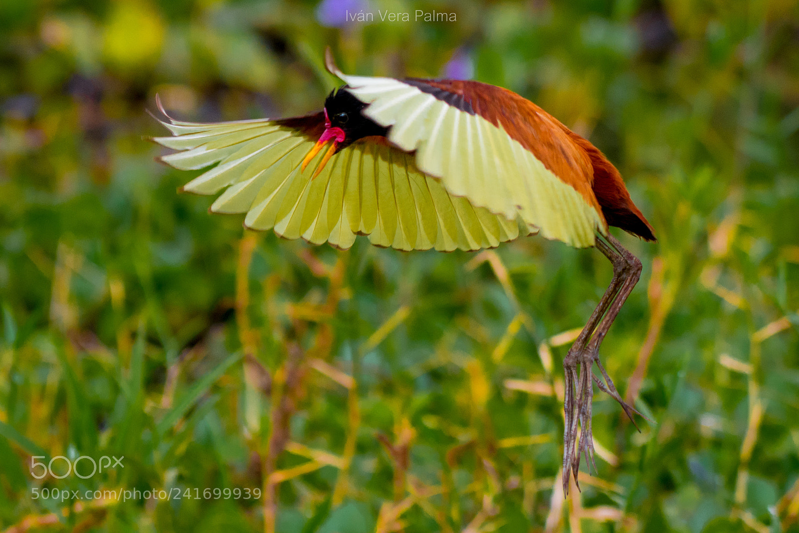 Nikon D500 sample photo. Jacana photography