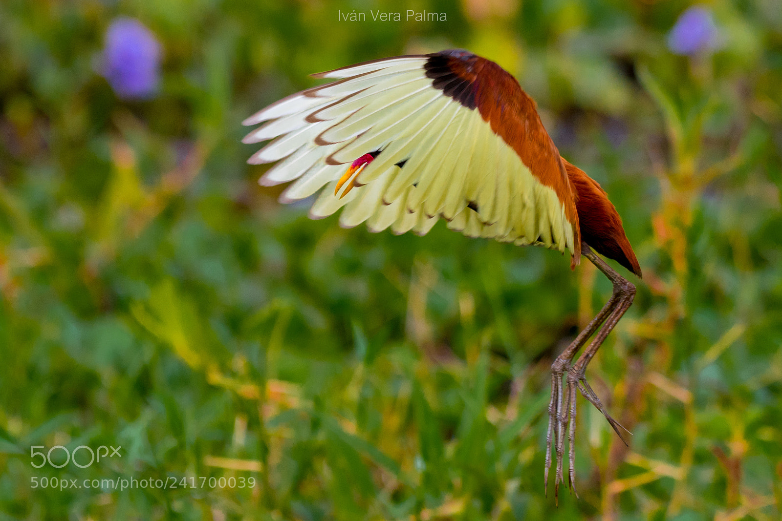 Nikon D500 sample photo. Jacana photography