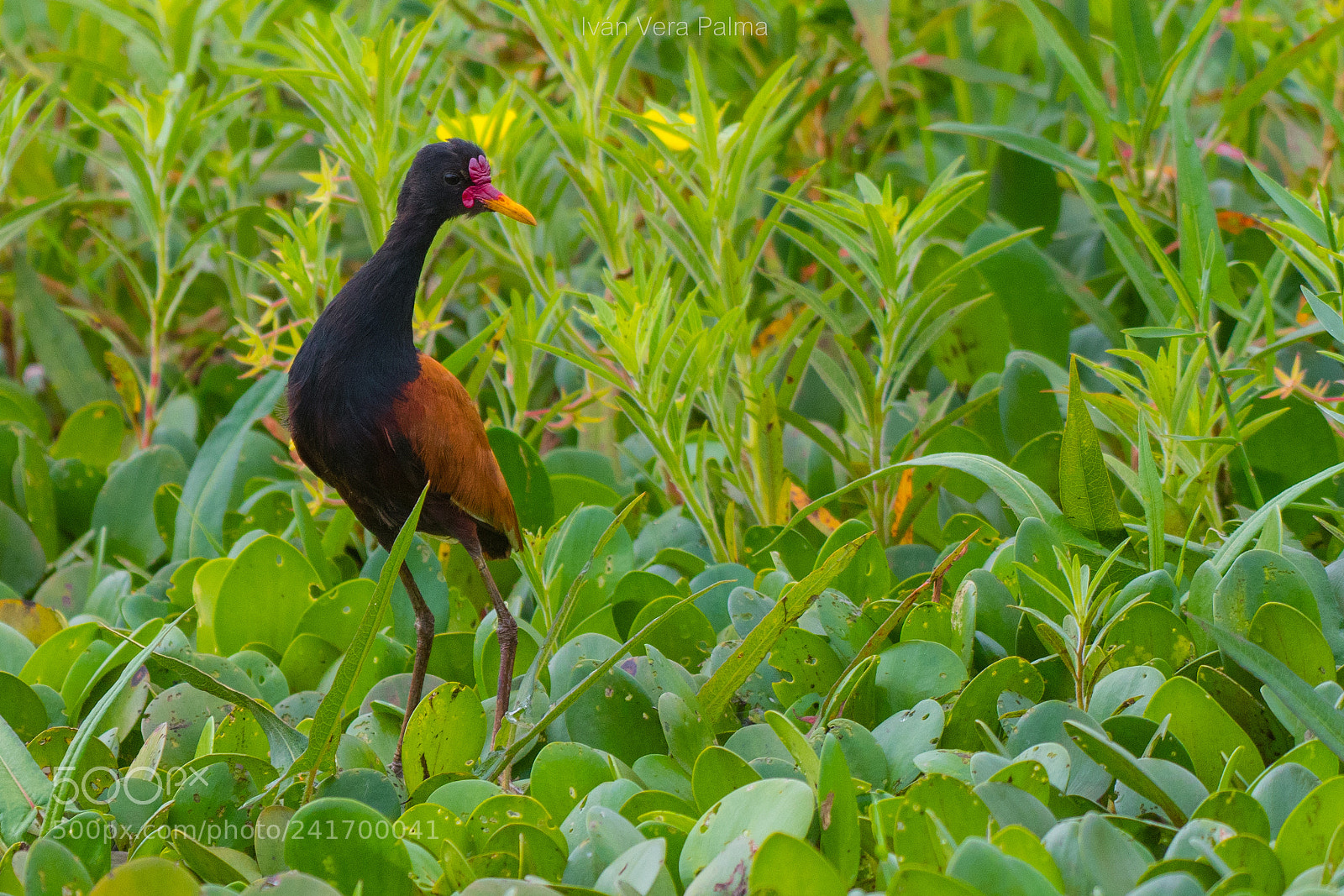 Nikon D500 sample photo. Jacana photography