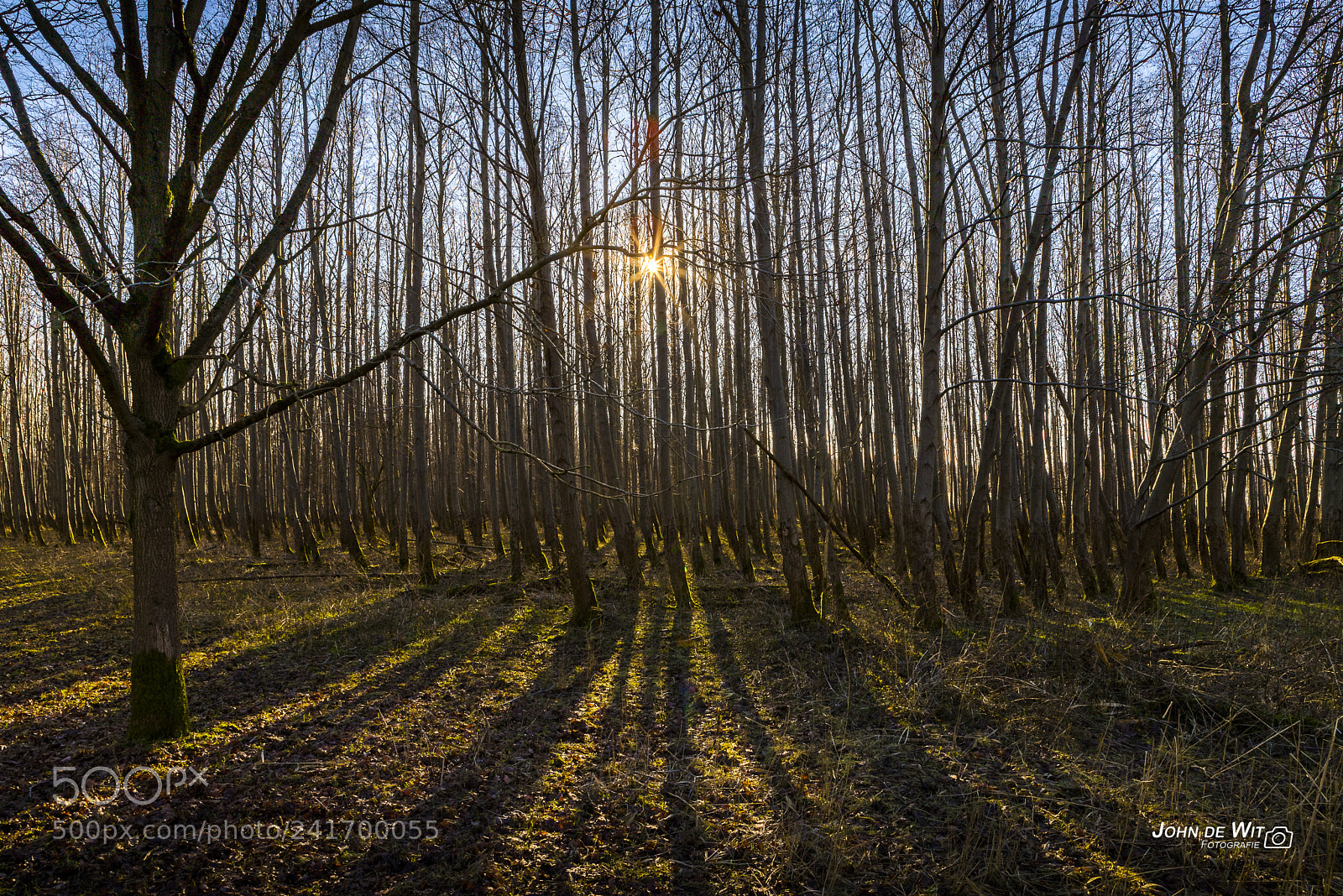 Canon EOS 6D Mark II sample photo. Oostvaardersplassen photography