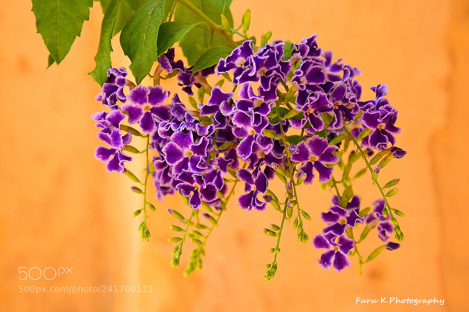 Nikon D7100 sample photo. Untitled photography