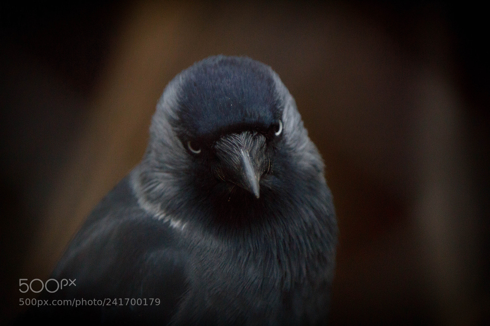 Canon EOS 60D sample photo. Corvus monedula photography