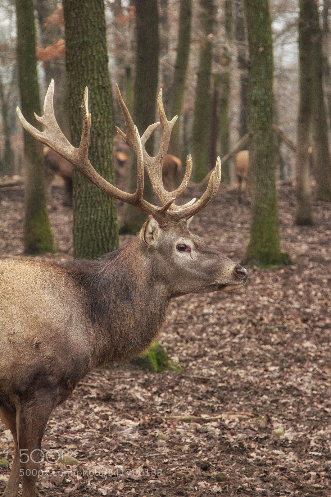 Canon EOS 60D sample photo. Cervus elaphus photography