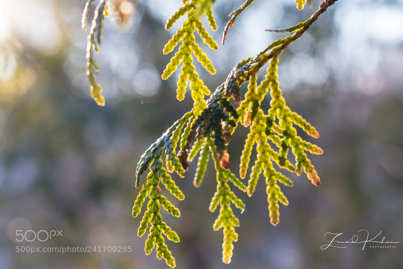 Nikon D3400 sample photo. Sunlight on fir photography