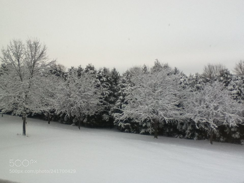 Apple iPod touch sample photo. Snowy winter treeline photography