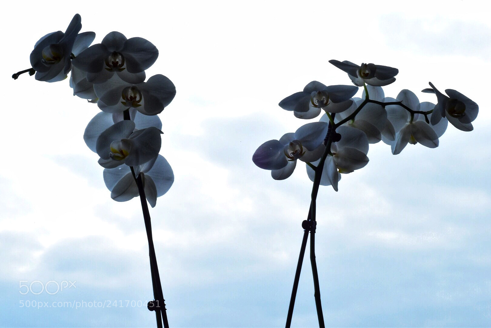 Nikon D5500 sample photo. Untitled photography