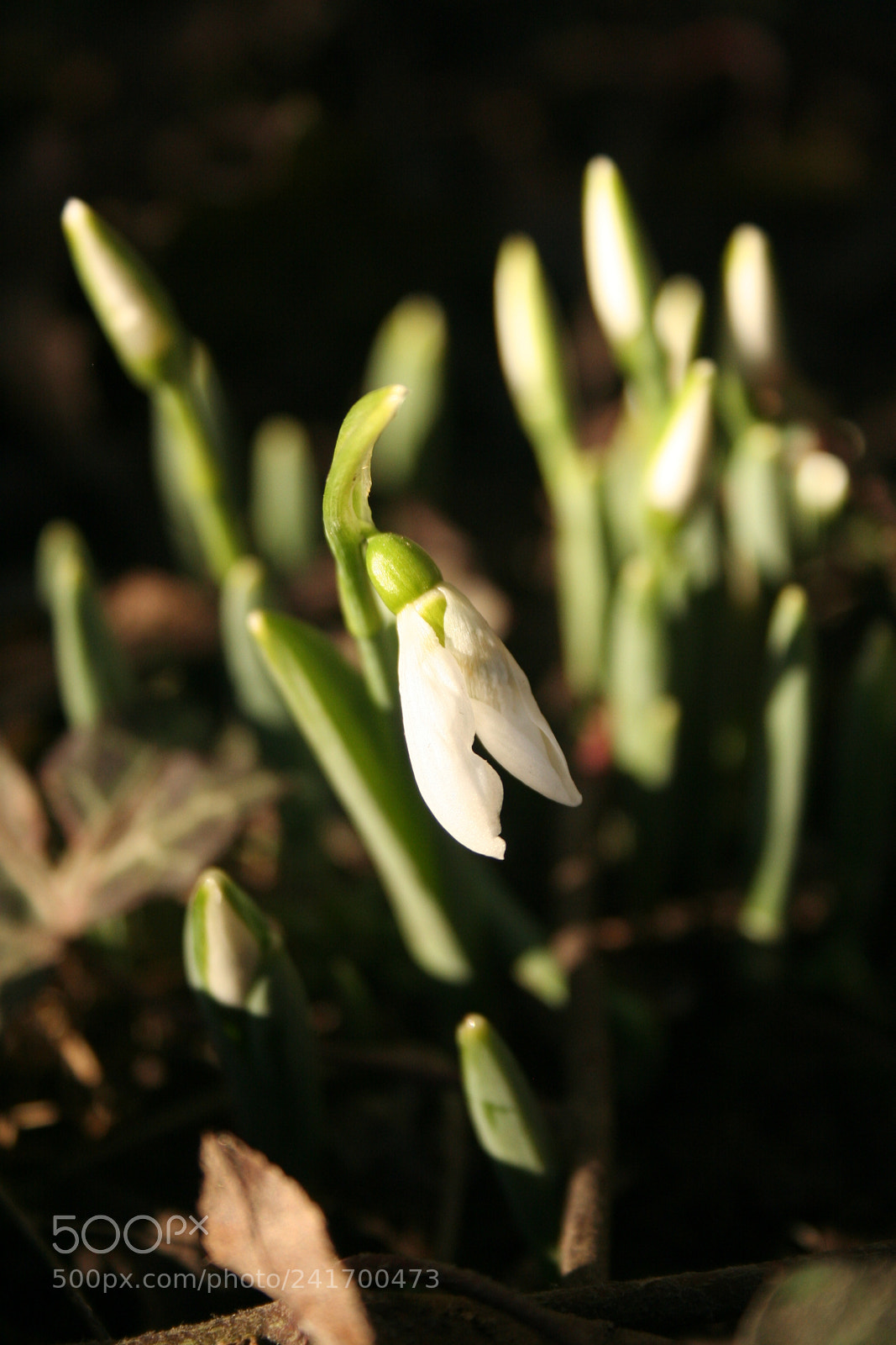 Canon EOS 350D (EOS Digital Rebel XT / EOS Kiss Digital N) sample photo. Snowdrop photography