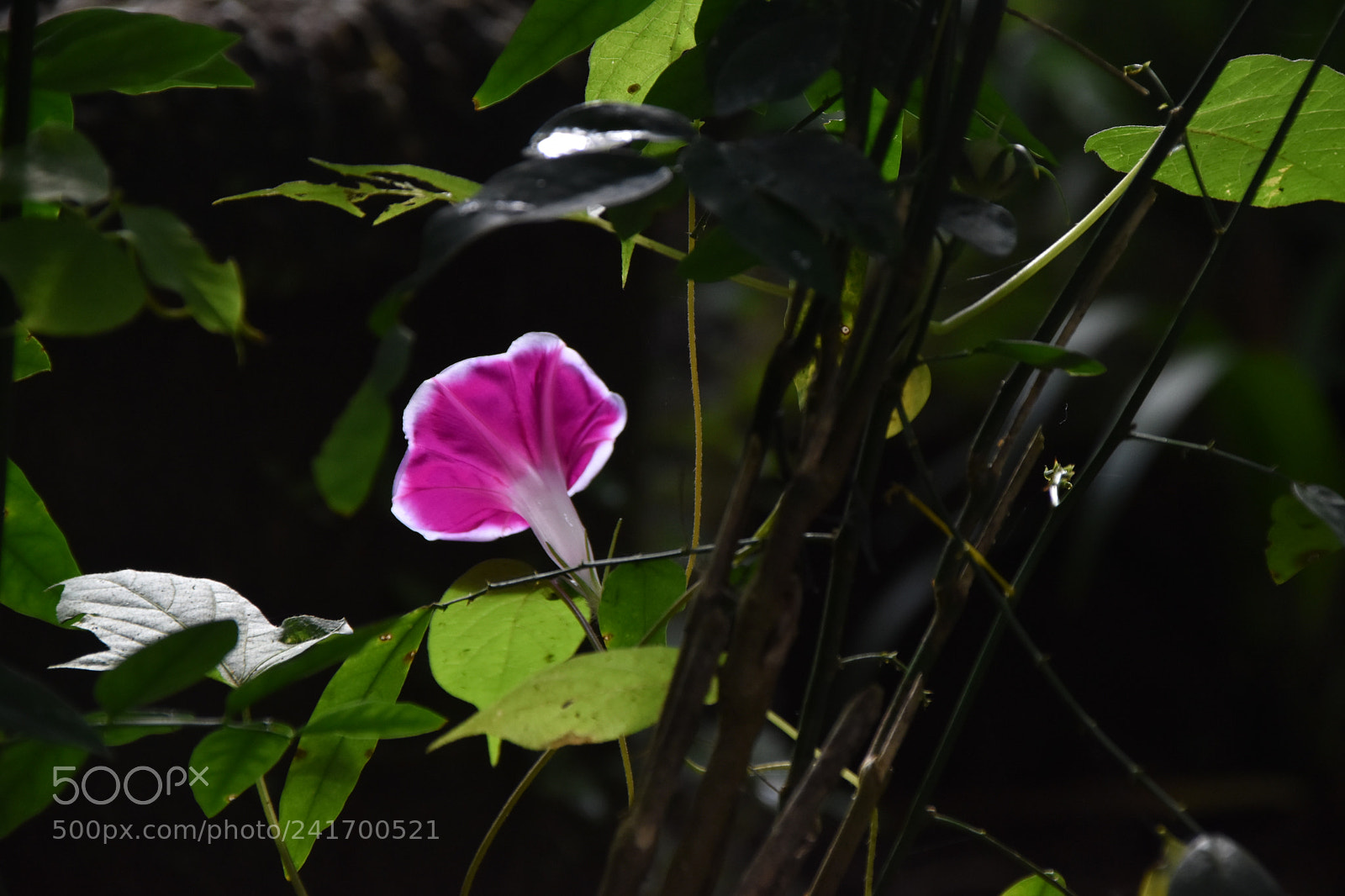 Nikon D5500 sample photo. Glowing beauty photography