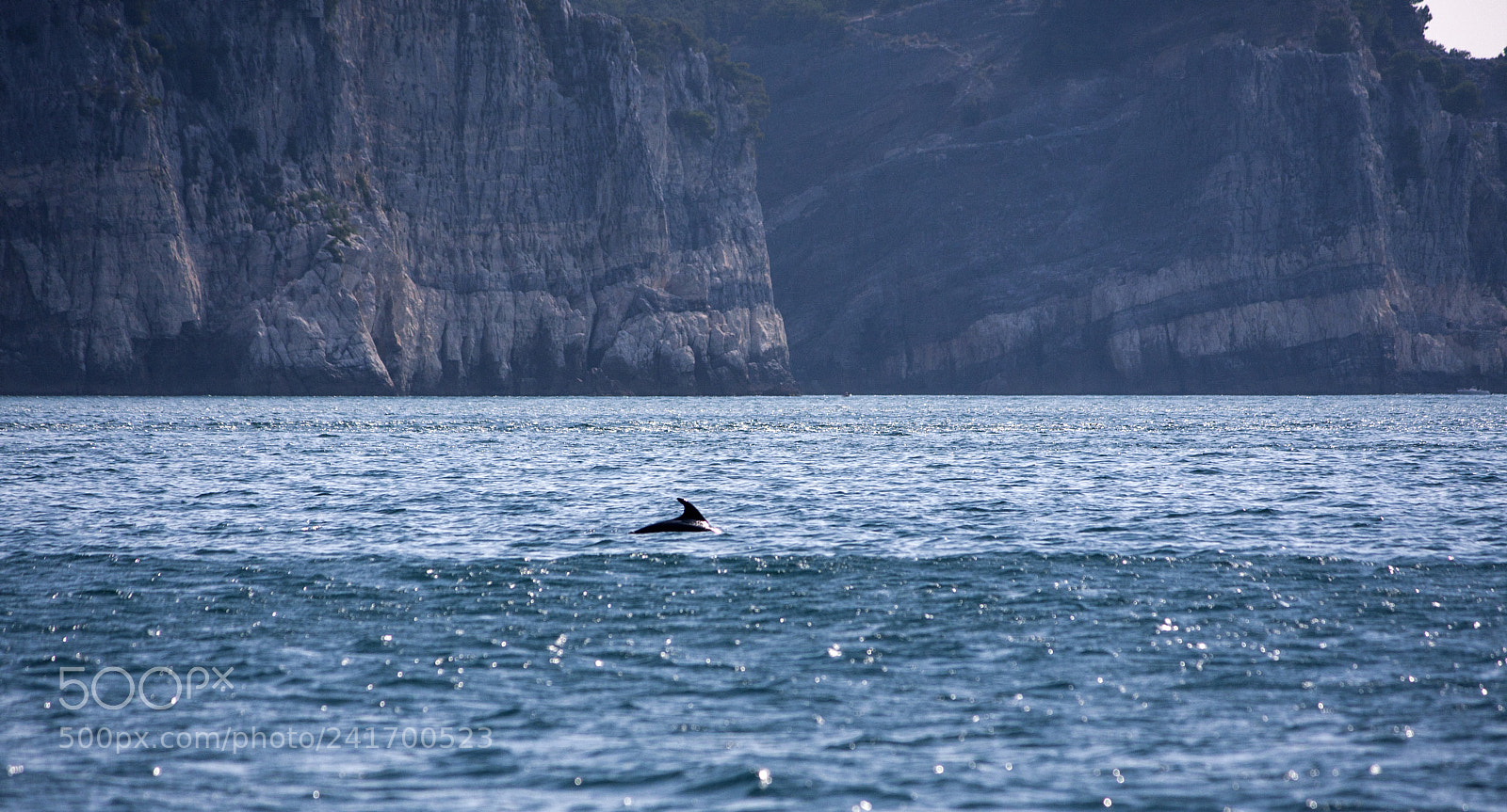Canon EOS 40D sample photo. Dolphin near palmaria island's photography