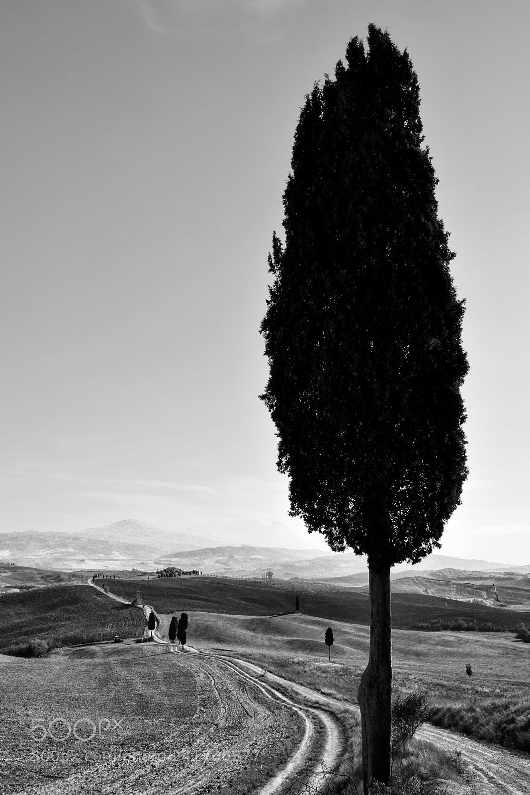 Nikon D7100 sample photo. About a cypress photography