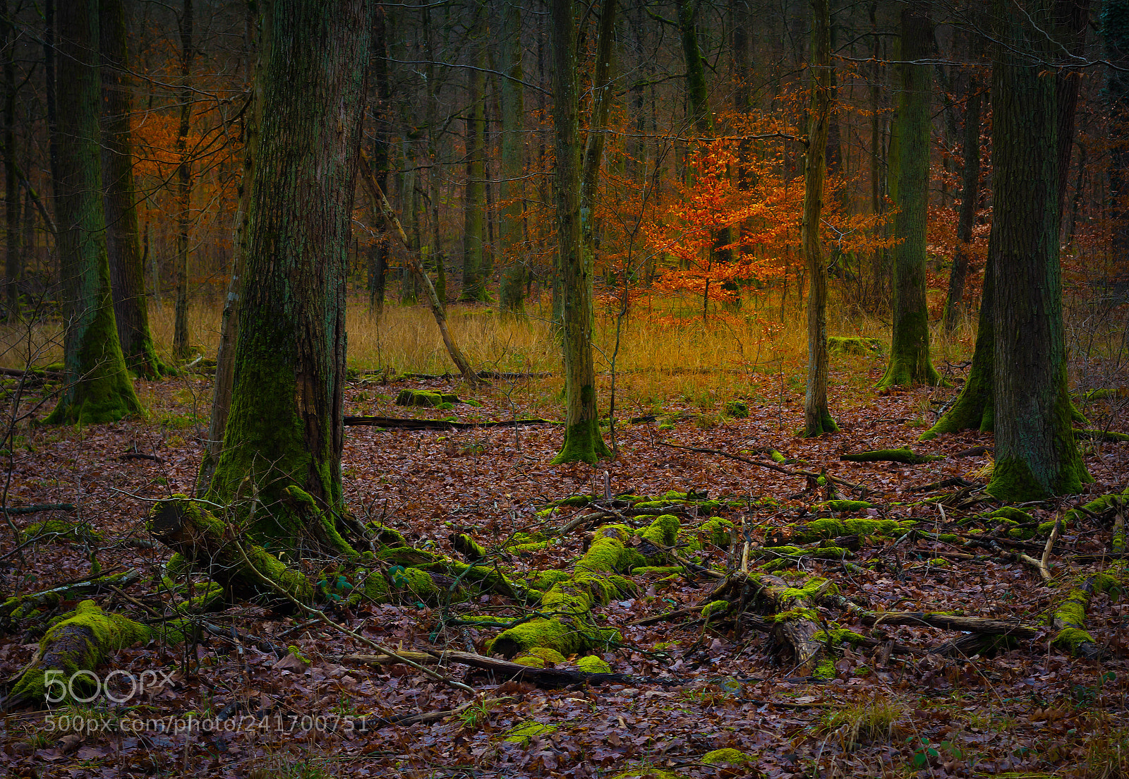 Canon EOS 60D sample photo. Forest photography