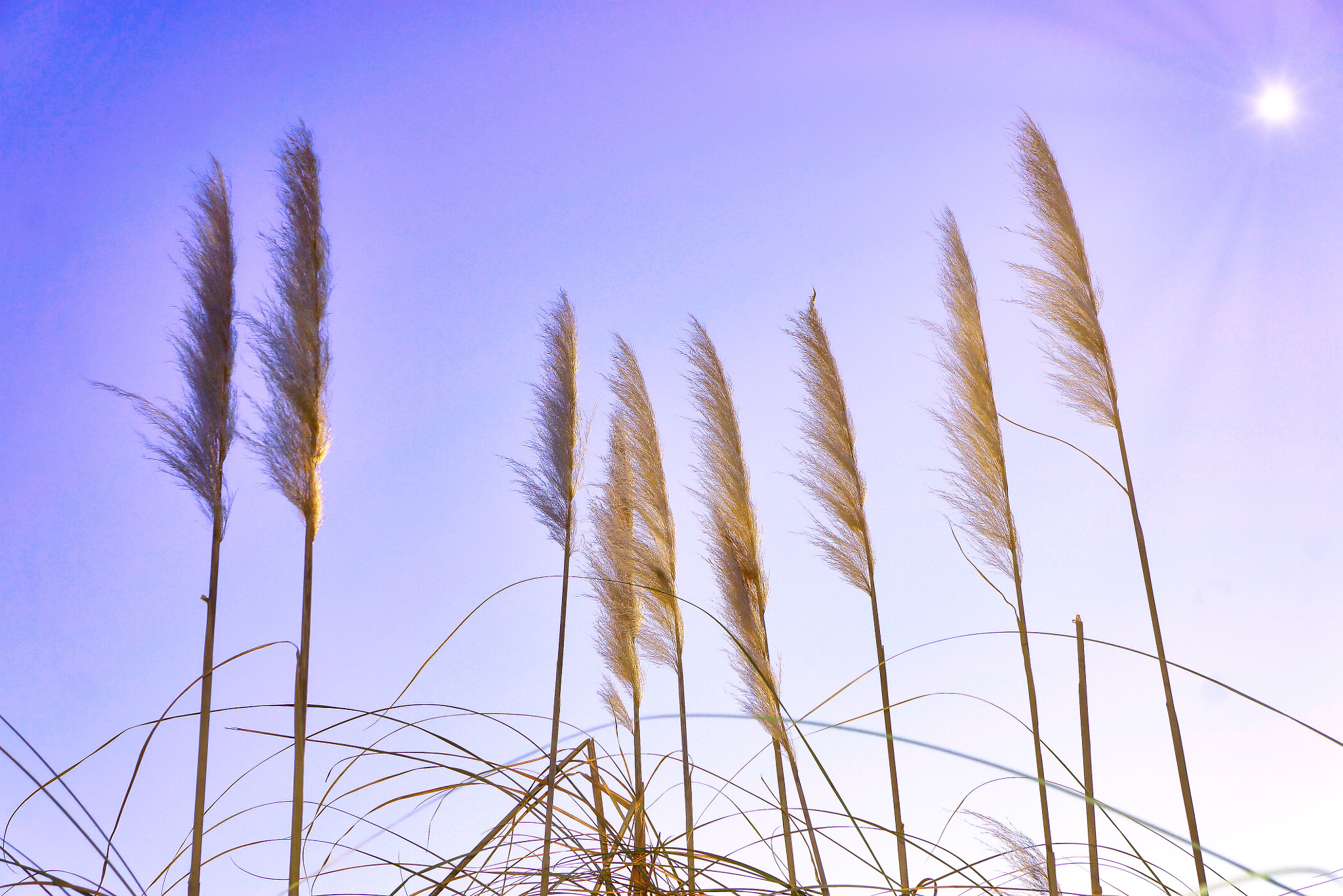 Hasselblad Lunar sample photo. In the wind photography