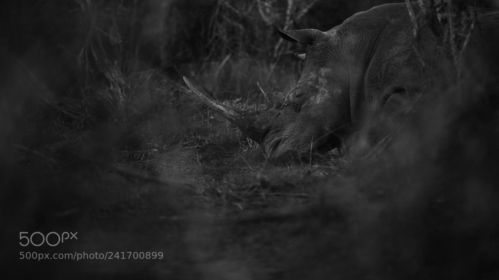 Nikon D800 sample photo. Rhinos sleeping photography