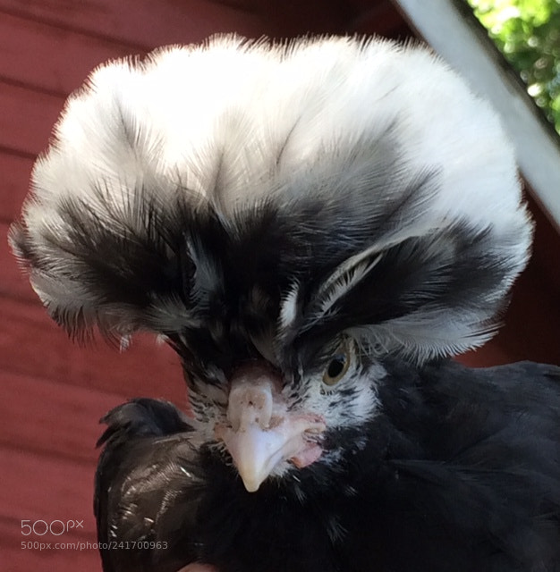 Apple iPhone 5s sample photo. Polish chicken photography