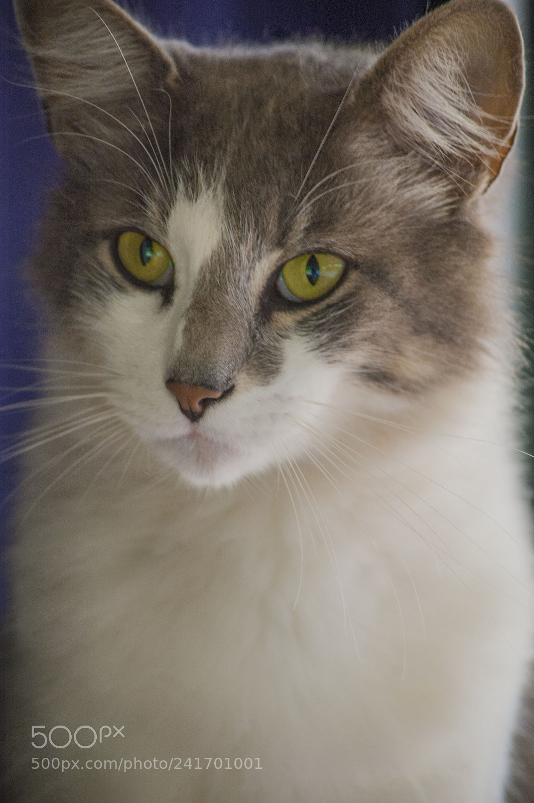 Nikon D70s sample photo. As smart object photography