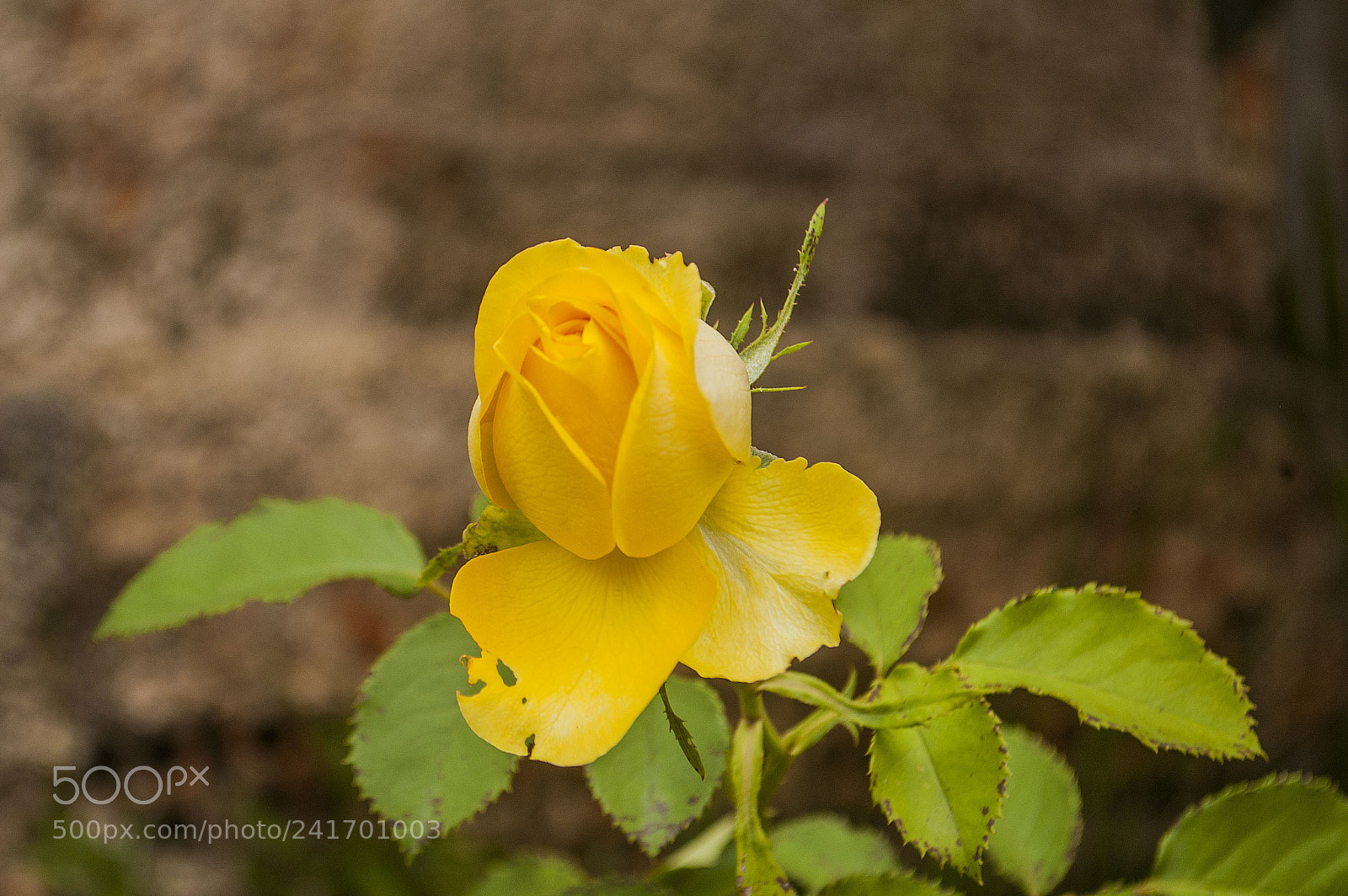 Nikon D70s sample photo. As smart object photography