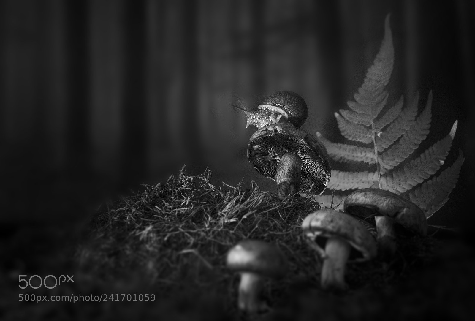 Canon EOS 600D (Rebel EOS T3i / EOS Kiss X5) sample photo. The lonely snail photography
