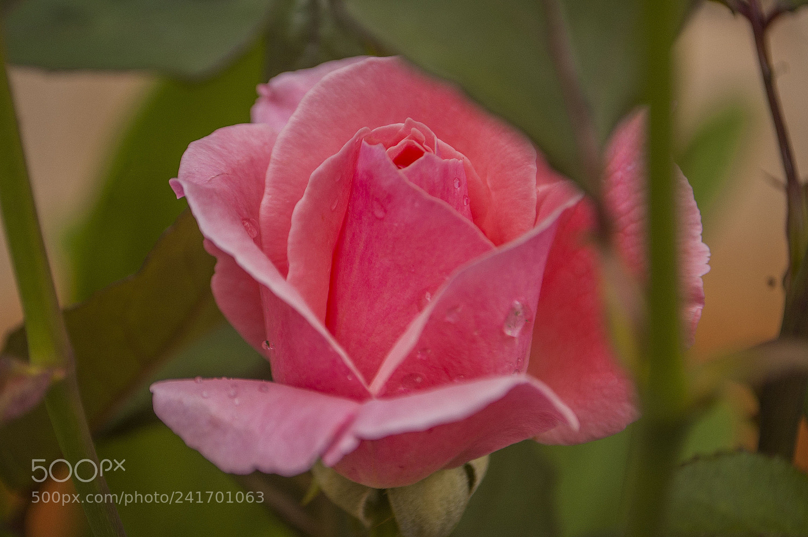 Nikon D70s sample photo. As smart object photography
