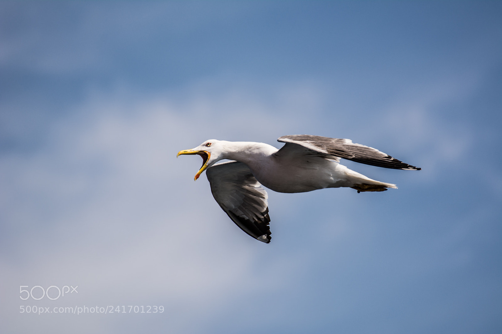 Nikon D7100 sample photo. Gull photography
