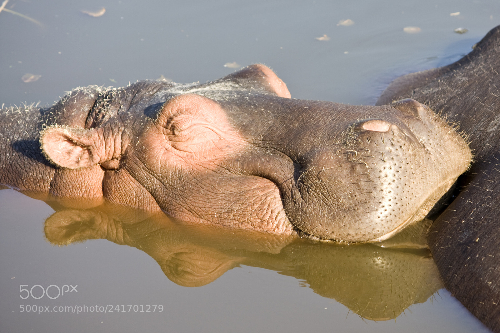 Canon EOS 40D sample photo. Sleeping hippo photography