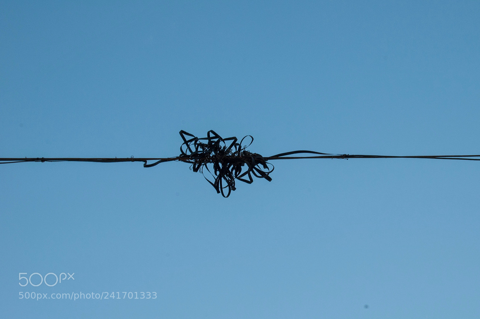Nikon D50 sample photo. Tangle... photography
