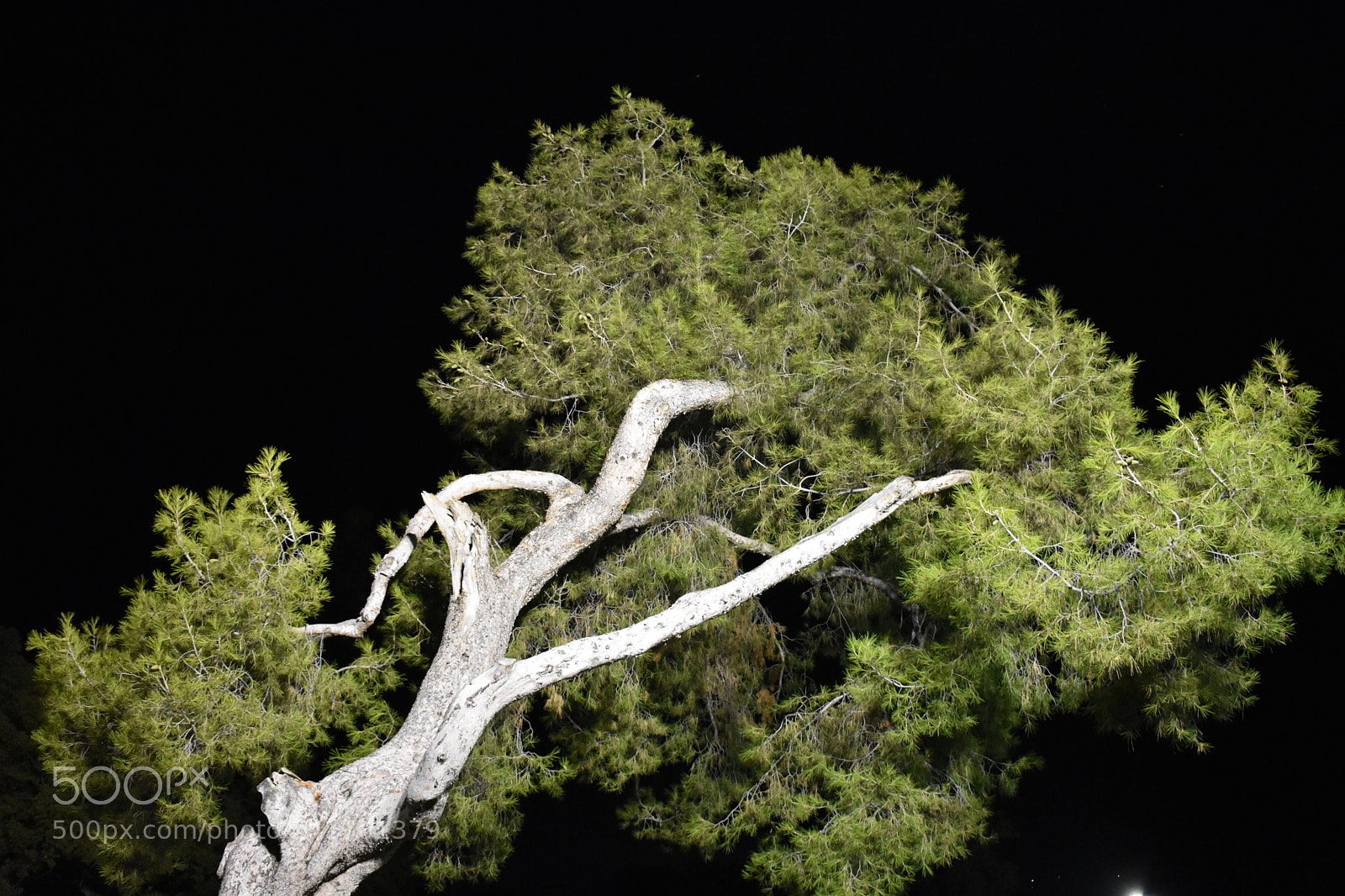 Nikon D3400 sample photo. Tree lighting photography