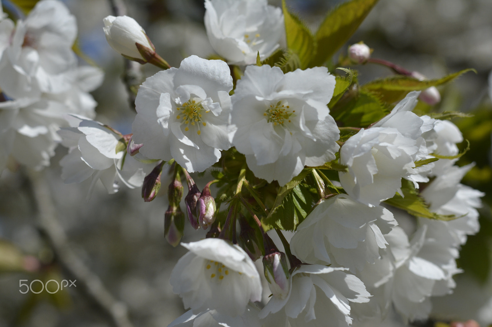 Nikon D5200 + Nikon AF-S Nikkor 50mm F1.8G sample photo. Cherry blossoms in spring photography