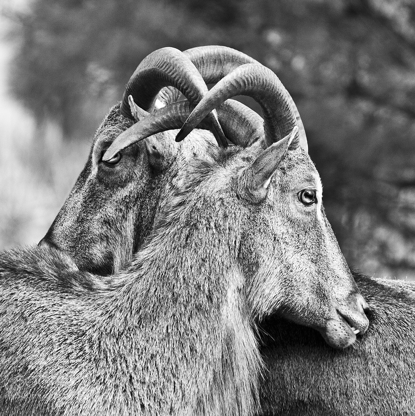 Canon EOS 40D sample photo. Artistic goats photography