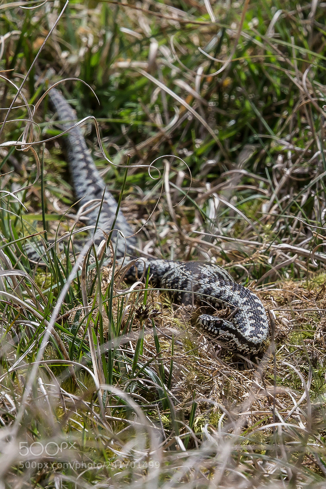 Canon EOS-1D X sample photo. Adder photography