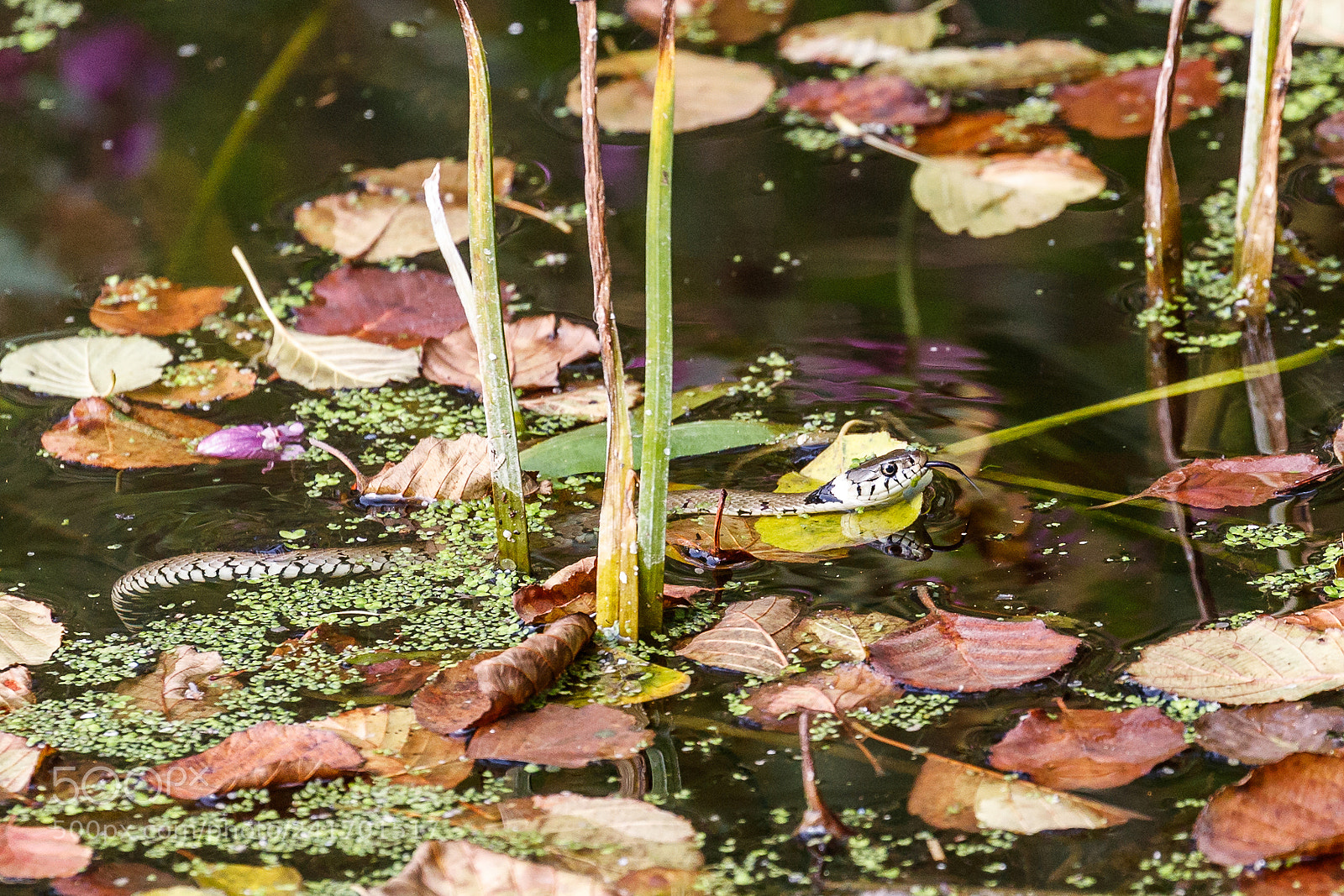 Canon EOS-1D X Mark II sample photo. Grass snake photography