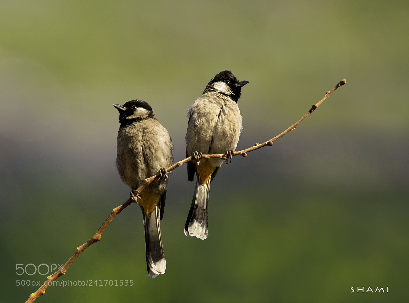 Nikon D800E sample photo. White eared bulbul photography