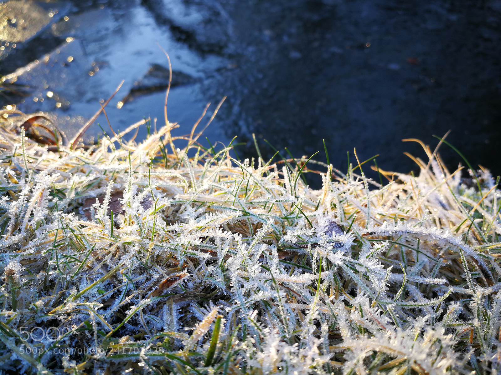HUAWEI P10 sample photo. Frozen photography