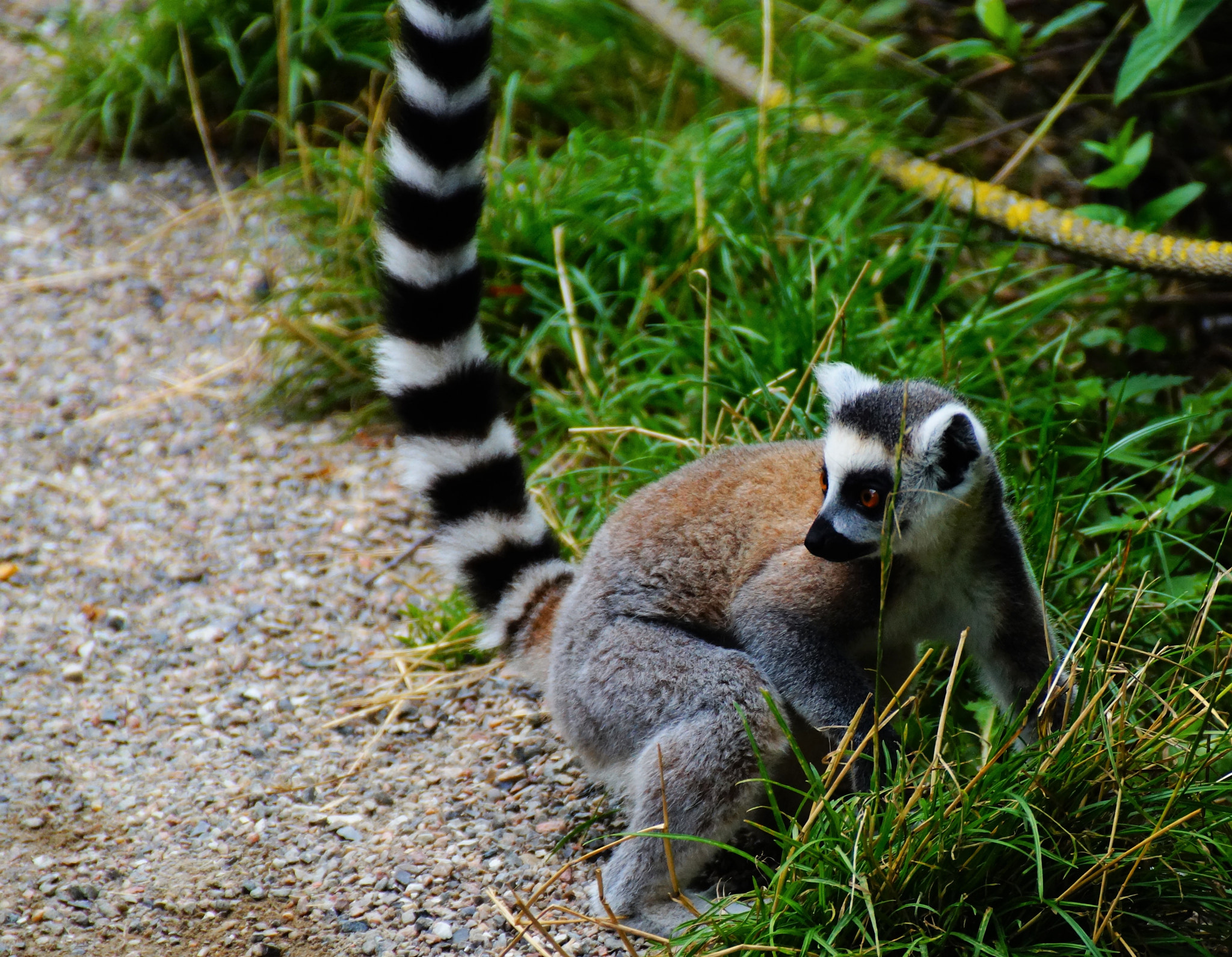Sony DT 18-200mm F3.5-6.3 sample photo. Lemur photography