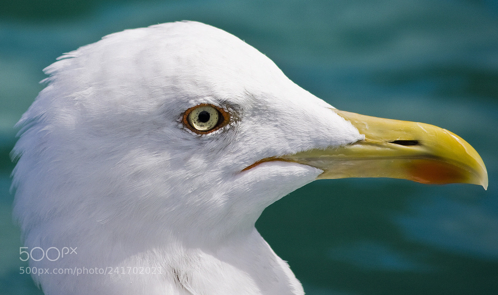 Canon EOS 40D sample photo. Seagull details photography