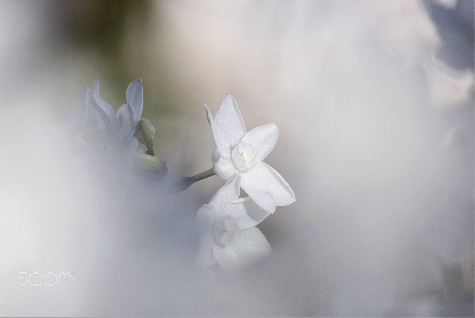 Canon EF-S 55-250mm F4-5.6 IS II sample photo. In the dream photography