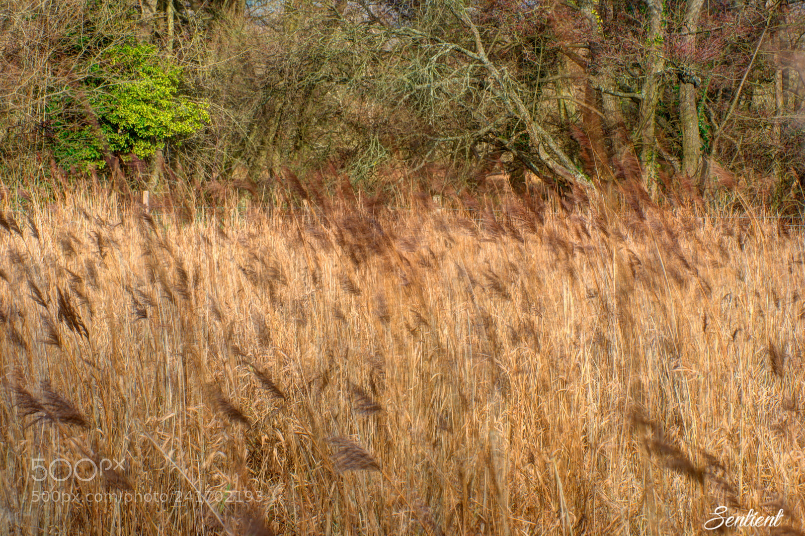 Nikon D800 sample photo. Life moves with an photography