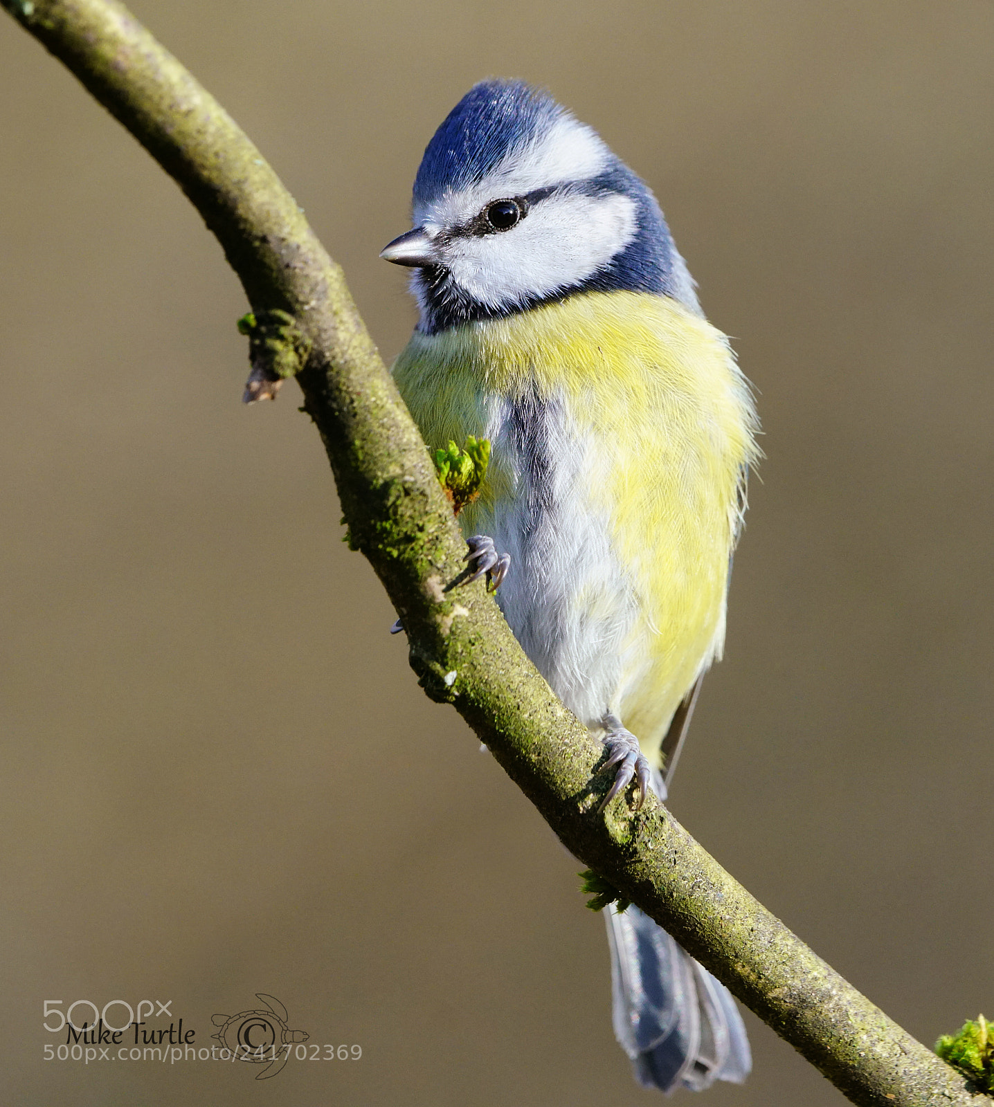 Sony a99 II sample photo. Winter bluetit photography