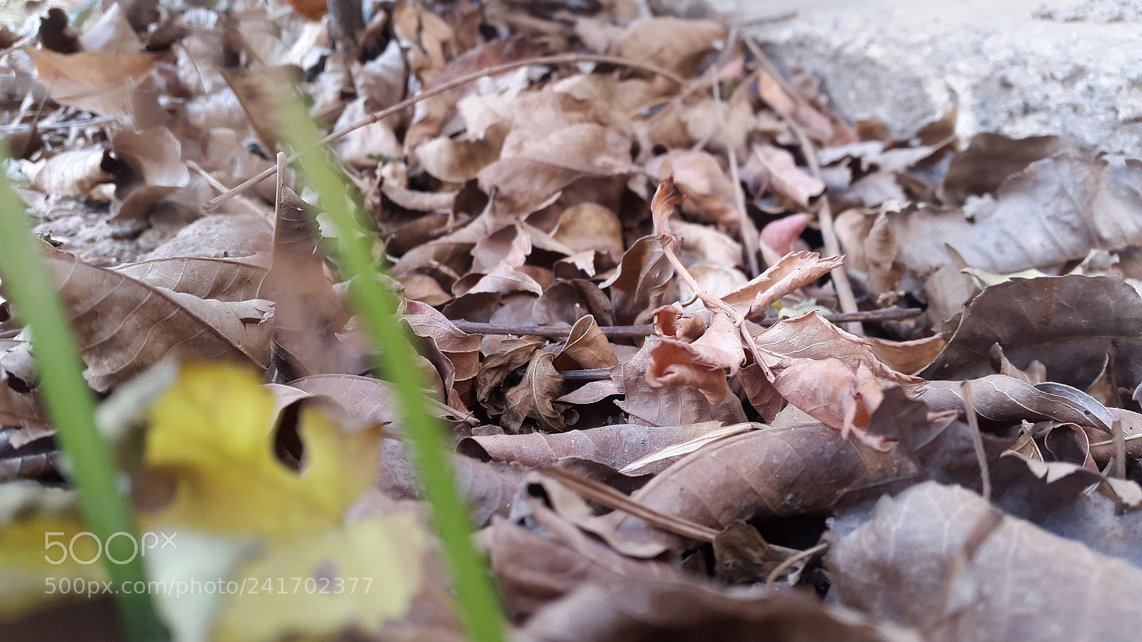 Samsung Galaxy S5 sample photo. Winter leafs photography
