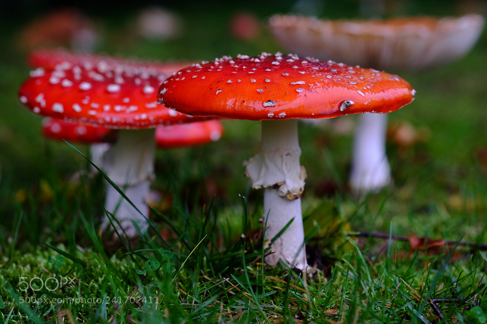 Fujifilm X-T10 sample photo. 463 photography