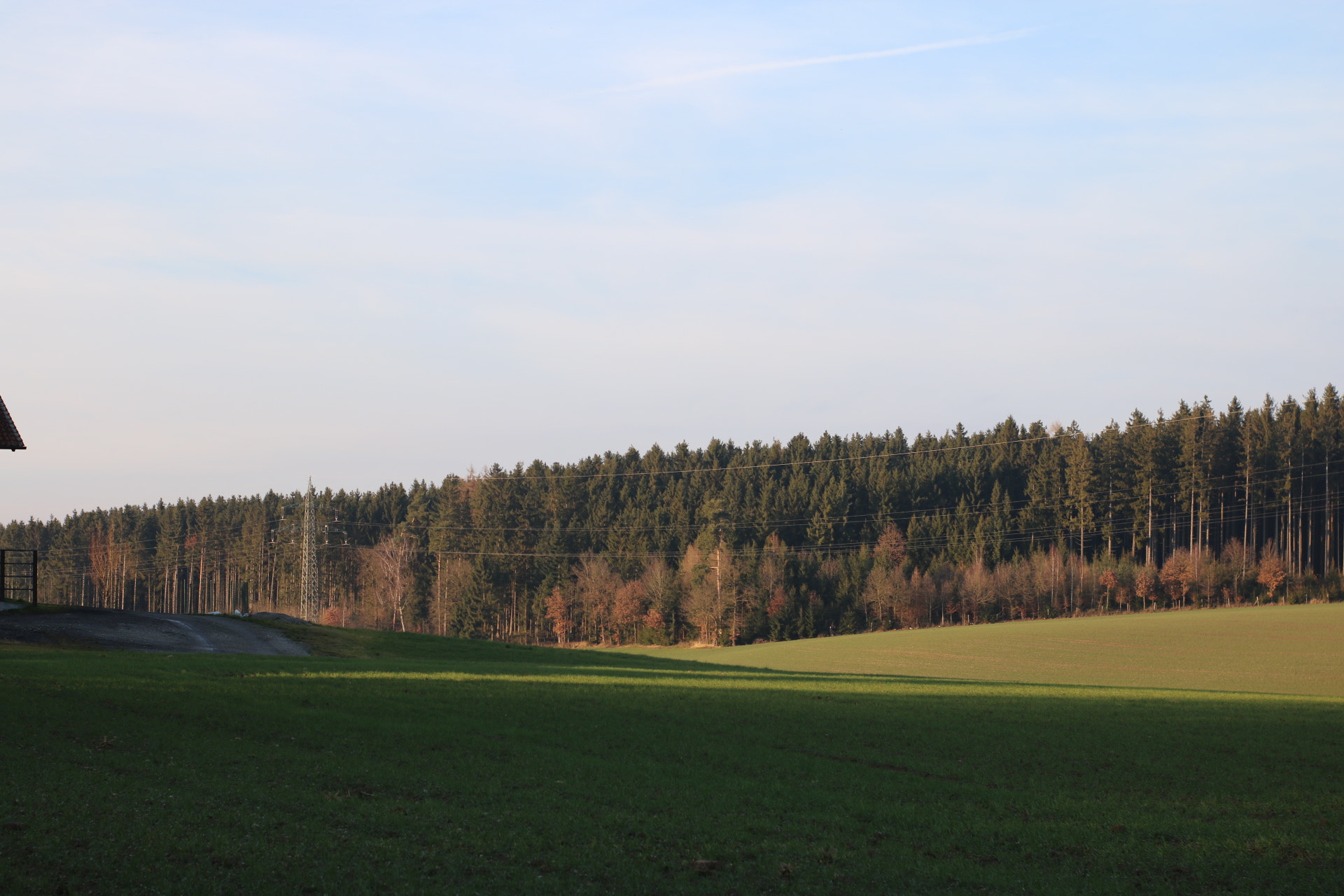 Canon 50mm sample photo. Forest. in. sun. photography