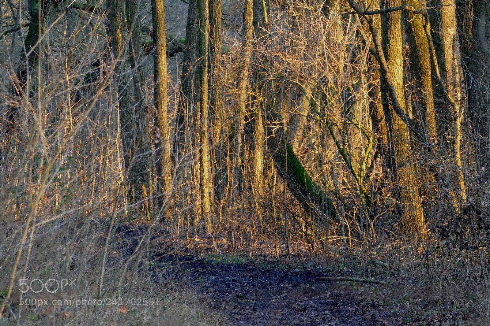 Panasonic Lumix DMC-FZ1000 sample photo. Shining forest photography