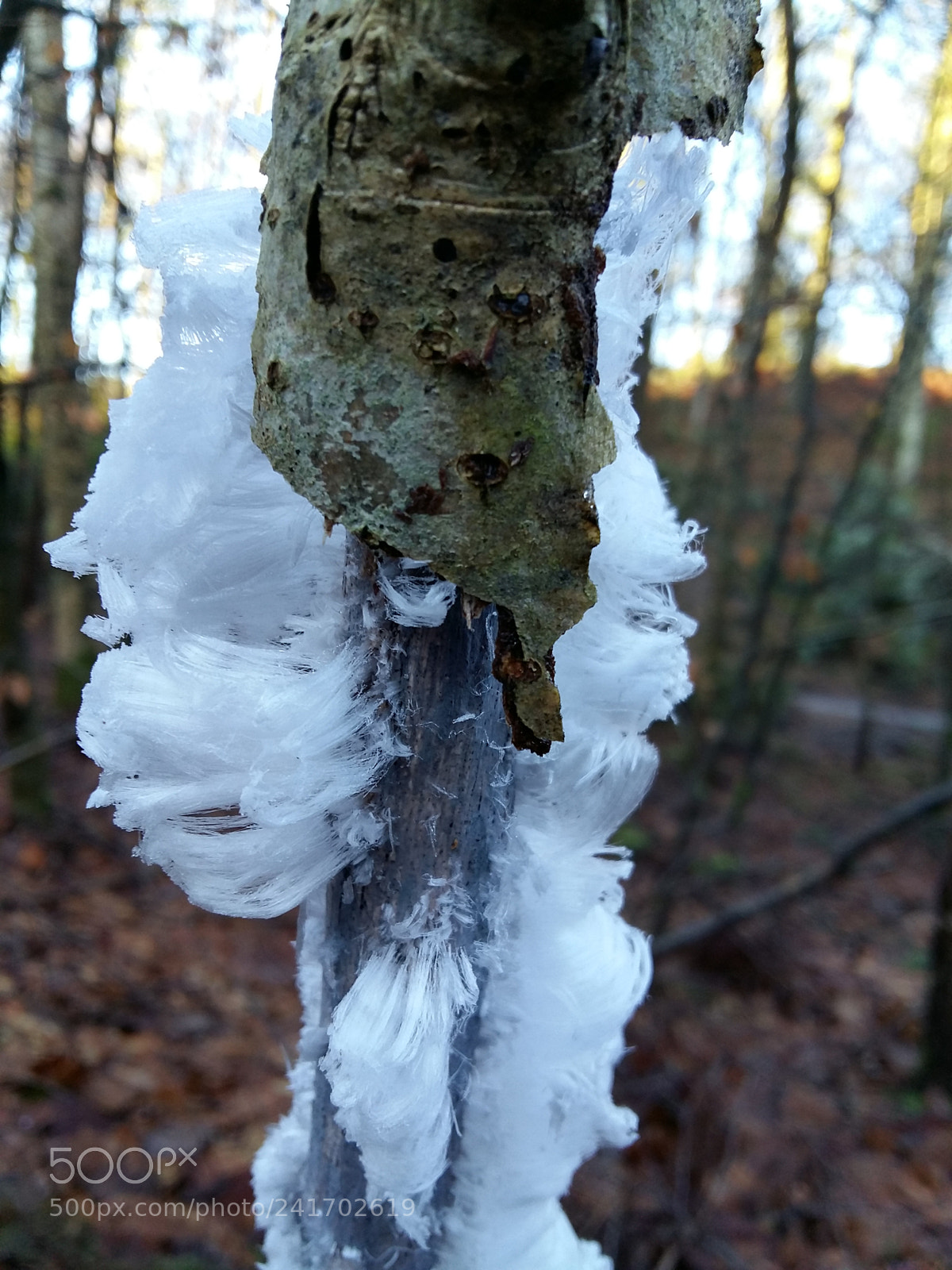Samsung Galaxy A5 sample photo. Hair ice photography