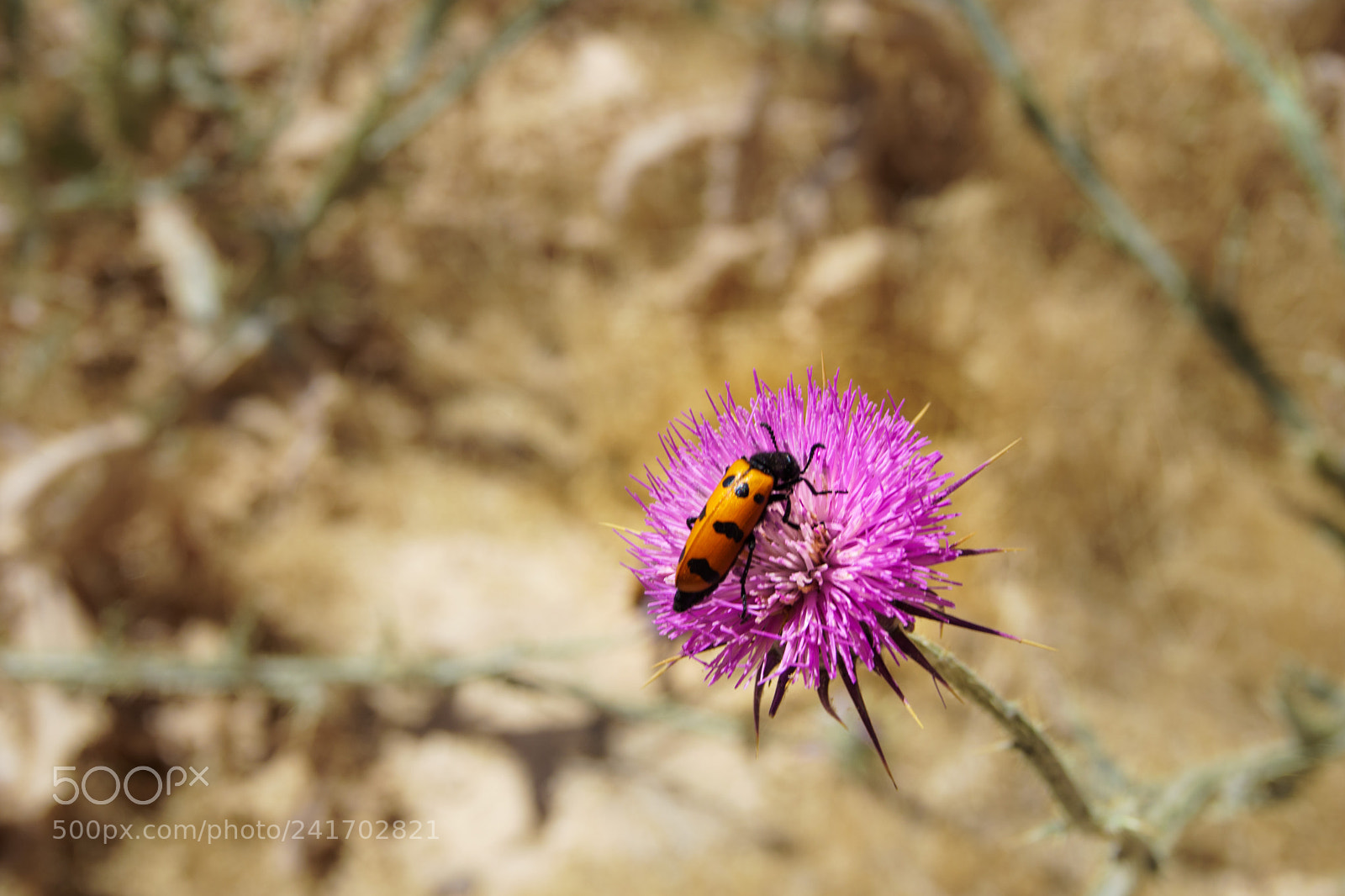 Sony ILCA-77M2 sample photo. Taking a break photography