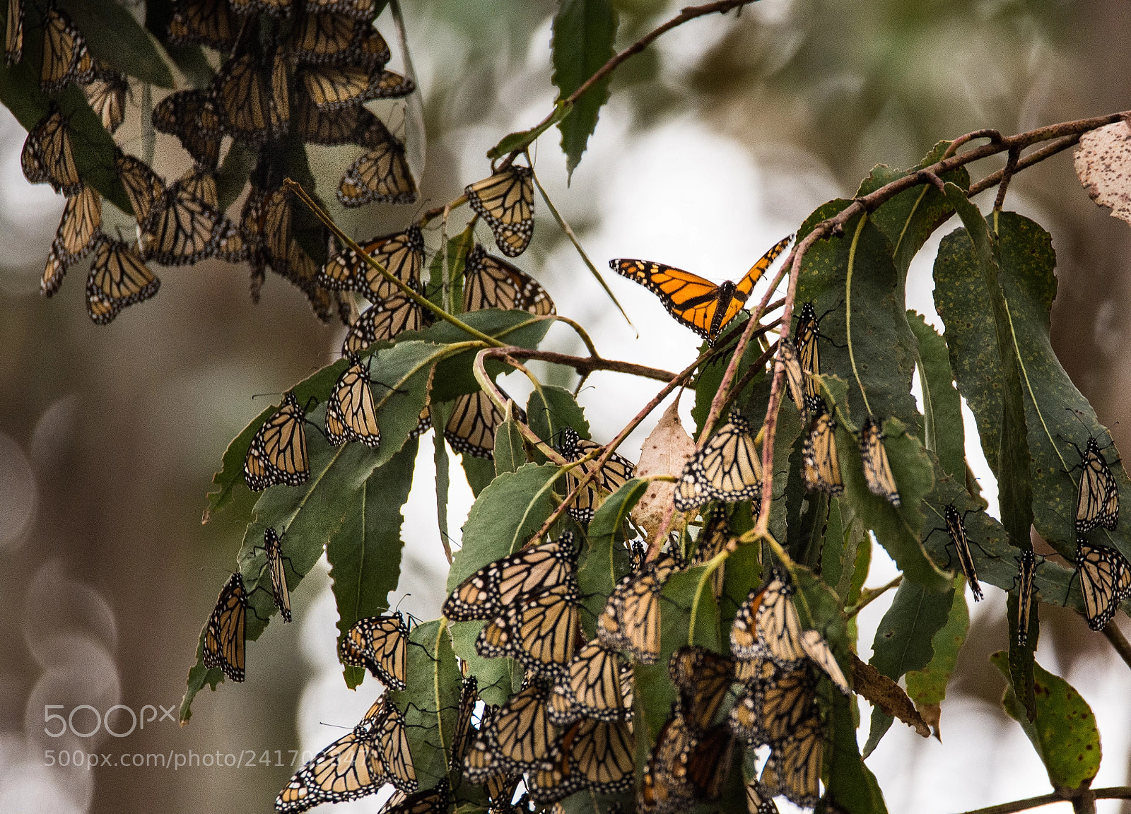Nikon D7200 sample photo. Monarchs hanging out photography
