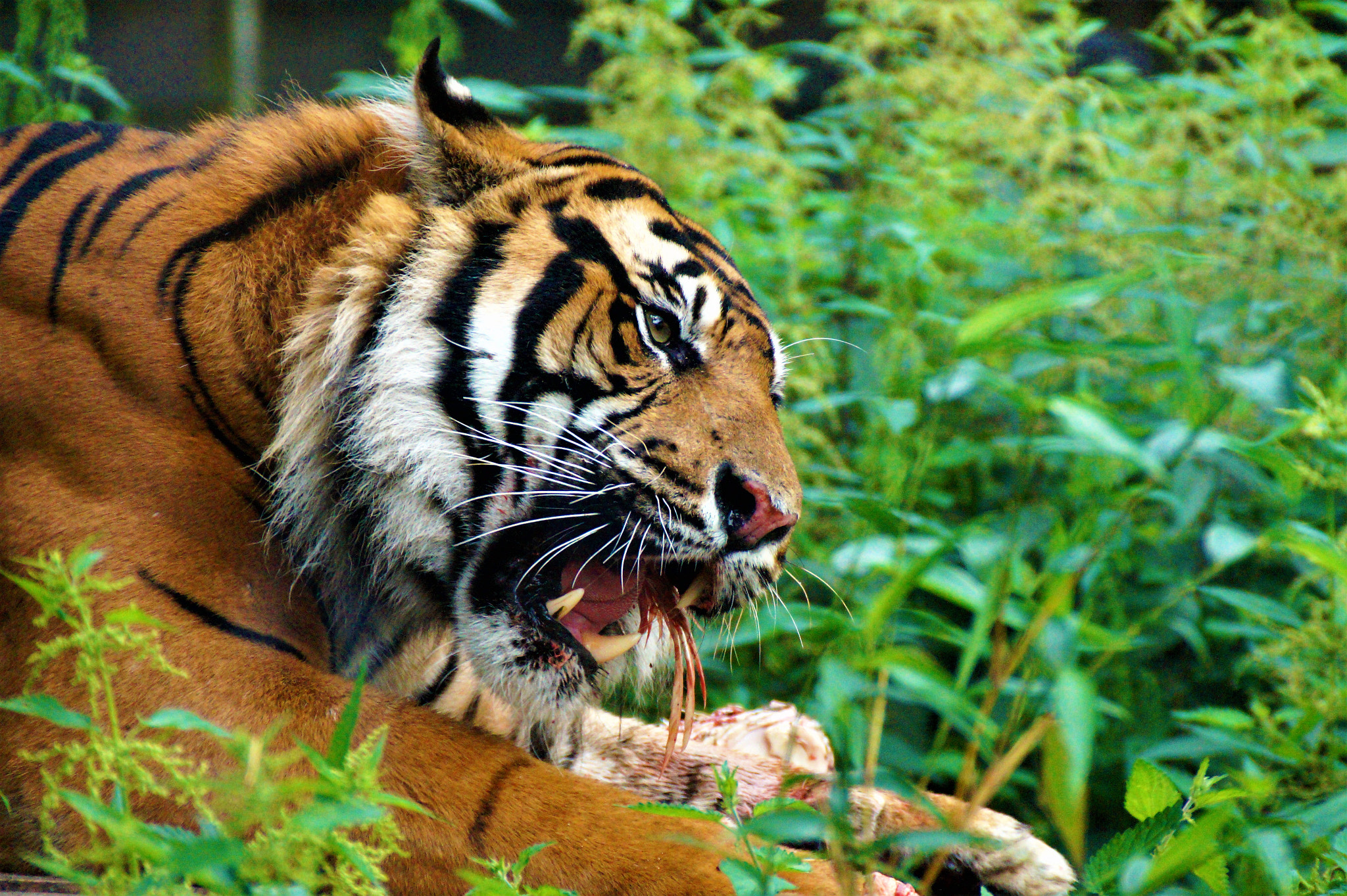 Sony DT 18-200mm F3.5-6.3 sample photo. Tiger photography