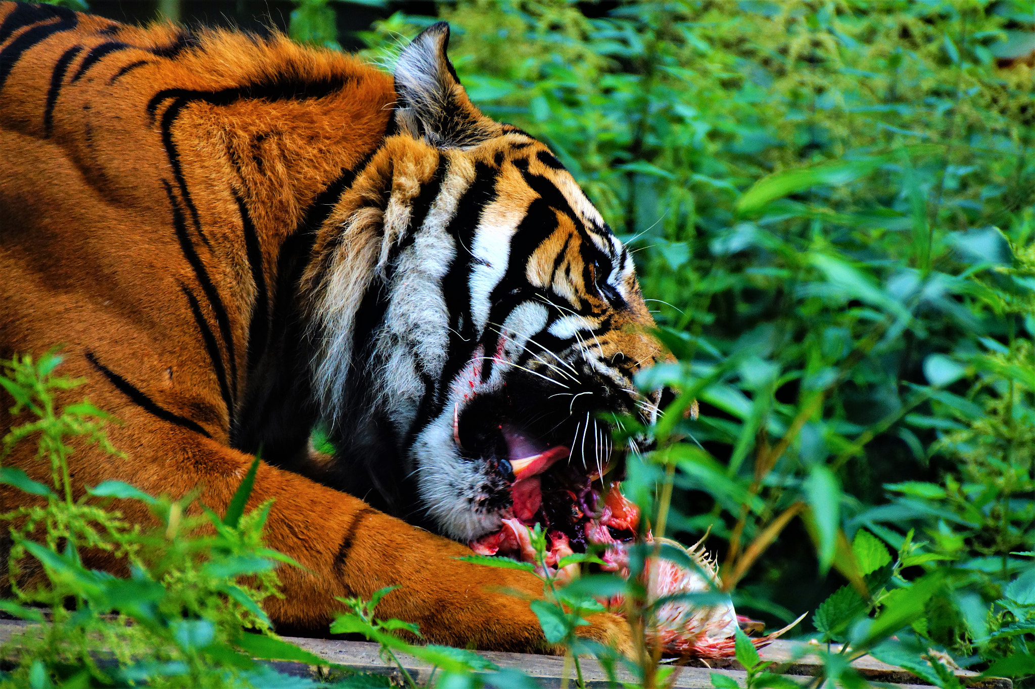 Sony DT 18-200mm F3.5-6.3 sample photo. Tiger! photography